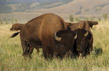 Grand Teton National Park Private Wildlife Safari - Full Day