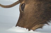 Grand Teton National Park Private Wildlife Safari - Full Day