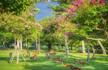From Osaka or Kyoto: Kyoto and Nara 1-Day Bus Tour