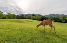 From Osaka/Kyoto: Kyoto & Nara Day Trip with Lunch