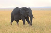 2 Days Amboseli Safari Adventure from Nairobi Classic Game Drives