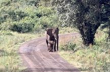 2 Days Amboseli Safari Adventure from Nairobi Classic Game Drives