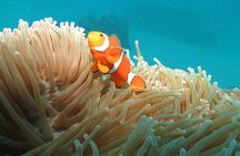 1 Day Great Barrier Reef Cruise and 10 Minute Helicopter Flight