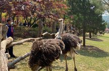 [Private Tour] Nami Island+Morning calm Garden+Petite France