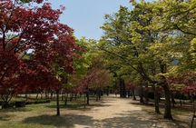[Private Tour] Nami Island+Morning calm Garden+Petite France