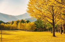 [Private Tour] Nami Island+Morning calm Garden+Petite France