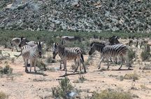 Aquila Game Reserve Safari