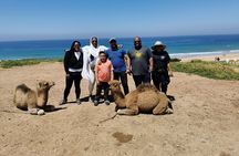 Tangier Tour with 6-Hour Private Tour 