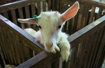 Authentic Vietnam Farming Full Day Small Group Tour