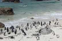 Cape of Good Hope, Cape point & Boulders Beach - Half Day Tour