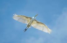 St. Augustine Wildlife Adventure: Boat Cruise & Kayak Eco Tour