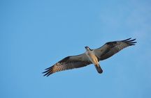 St. Augustine Wildlife Adventure: Boat Cruise & Kayak Eco Tour