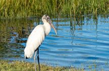 St. Augustine Wildlife Adventure: Boat Cruise & Kayak Eco Tour