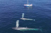 Dana Point Dolphin and Whale Watching