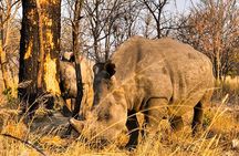Rhino Trekking + Safari in the Bush near the Zambezi River
