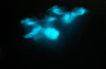 Mystic Waters A Bioluminescent Night Tour