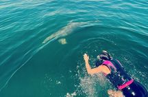 Private Swim with Dolphins And Snorkeling Tour