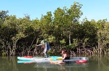Scenic Mangrove Tunnel Paddle Tour – New Smyrna Beach