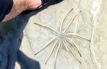 Scenic Mangrove Tunnel Paddle Tour – New Smyrna Beach