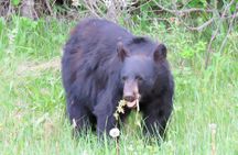 Wolfdog Sanctuary and Banff Day Trip