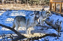 Transfer to Canmore & Banff: Yamnuska Wolfdog Sanctuary Tour