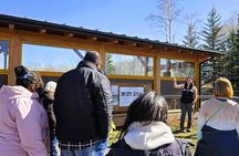 Transfer to Canmore & Banff: Yamnuska Wolfdog Sanctuary Tour