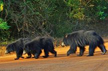 Wilpattu Wild Safari Day Trip - Private & All Inclusive