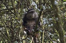 3 Days Kibale National Park Chimpanzee Tracking