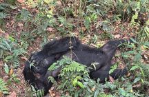 3 Day Gorilla Tracking in Bwindi Forest