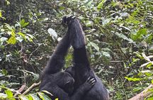 3 Day Gorilla Tracking in Bwindi Forest
