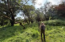 3 Days Kibale National Park Chimpanzee Tracking