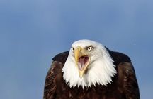 Ketchikan, Alaska Native Cultural and Wildlife Adventure