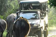 Yala National Park Shared Safari Tour Morning Evening & Full Day 