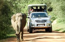 Yala National Park Shared Safari Tour Morning Evening & Full Day 