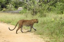 Yala National Park Shared Safari Tour Morning Evening & Full Day 