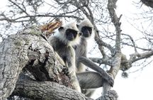 Yala National Park Shared Safari Tour Morning Evening & Full Day 