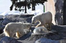 Asahiyama Zoo, Shirahige Falls, Biei, and Blue Pond Day Tour