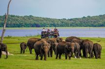 Sigiriya Lion Rock & Evening Safari Full Day Private Tour