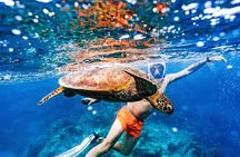 Swim With The Turtles Rarotonga