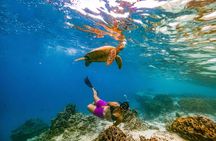 Swim With The Turtles Rarotonga
