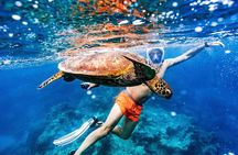 Private Rarotonga Turtle Tour