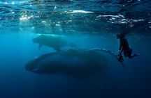 Private Whale Outing on the Tahiti Peninsula