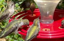 Tea with hummingbirds at a Hummingbird Sanctuary