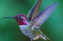 Tea with hummingbirds at a Hummingbird Sanctuary