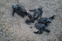 Enjoy Puerto Escondido with Beach and Nature from Oaxaca