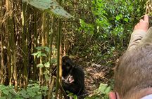 Kigali to Volcanoes National Park Tour