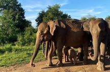 Udawalawe national park private tours