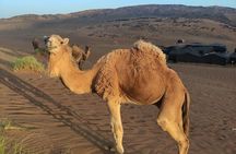 2 Day Desert Tour From Marrakech To Zagora Marrakech Desert Tours