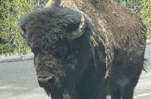 Yellowstone Private Tour