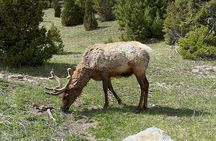 Yellowstone Private Tour